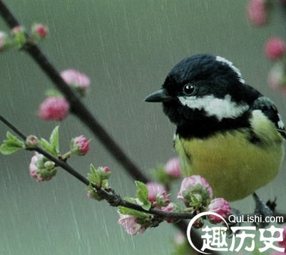 雨水